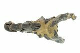 Fossil Mud Lobster (Thalassina) - Australia #95781-2